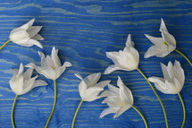 white flowers on a blue wood background 