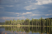 pines trees along a lake shore 