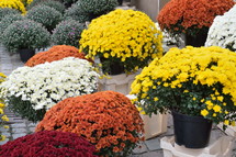 potted mums 