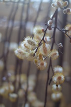 fuzzy catkins on branches - herald of spring