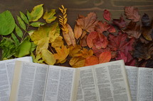 colorful autumn leaves in color gradient on brown wood with bibles in a row open at Daniel 5