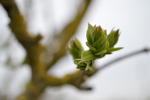 budding leaves on a branch 
