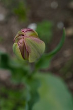 tulip flower bud 