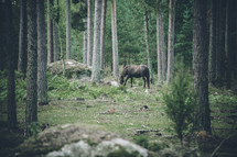 a horse in a forest 