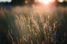 sunbeams on tall grass in a field 