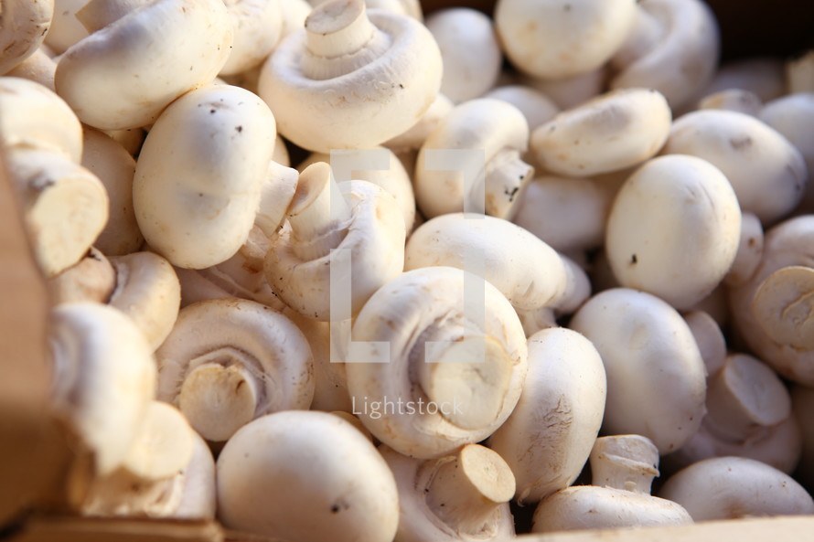 pile of mushrooms 