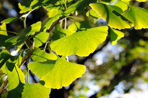 Green ginkgo leaves.