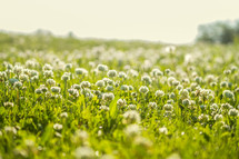 field of clover flowers 