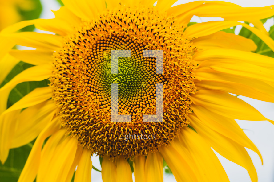 sunflower closeup 