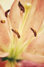Close-up of flower stamen and stigma.