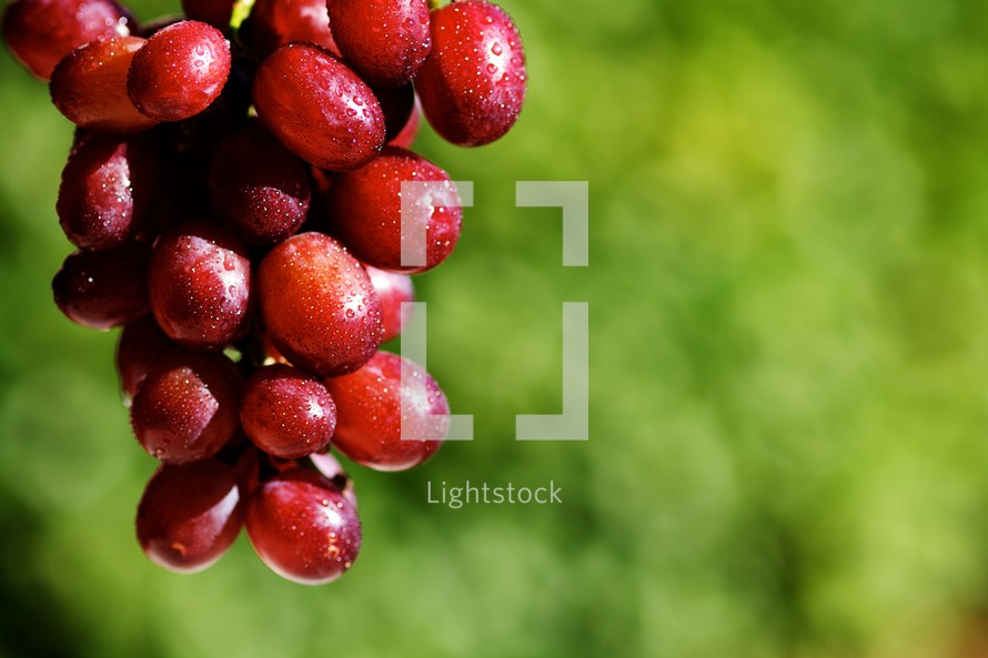  A grape vine with a cluster of red grapes