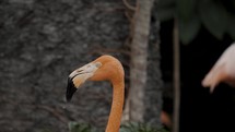 Close Up Portrait Of American Flamingo On Their Habitats At Yucatan Peninsula In South America.	