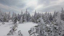 Aerial winter snowy forest
