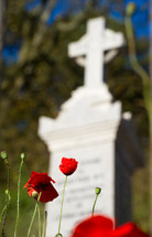 Poppy seed flowers in front of war memorial