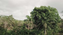 jungle forest landscape 