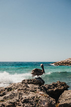 pelican on a rocky shore 