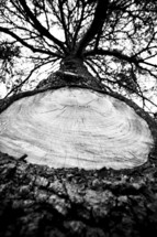Large tree limb removed stump