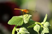 Dragonfly on flower. (Hollyhocks)