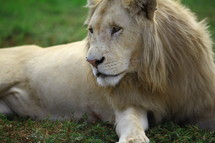 Lion lying on the ground