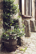 plant in a wine barrel on a cobble stone street 