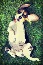 Beagle puppy in the grass with vintage filter