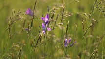 Grass and bluebell flowers in alpine meadow in summer nature
