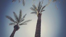 Sun shining over palm trees.