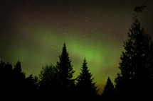 Tall trees with a green night sky in the background