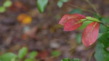 nature scene - red leaves on a blueberry bush in fall rustling in the wind 