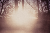 sunburst in a misty forest