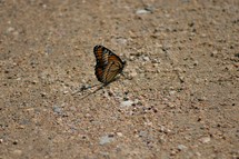 Butterfly on gravel road
