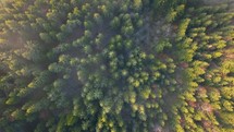 Misty green forest nature landscape, aerial bird view of peaceful natural trees scenery 
