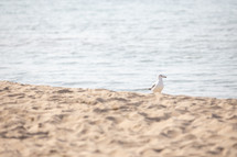 seagull on shore, frame split between sand and water