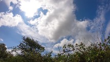 Moving clouds on a bright blue sky and sun moving with bushes in the foreground - closeup wide