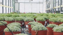 Large scale industrial greenhouse with rosemary plants in pots