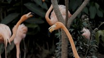 Head And Long Neck Of An American Flamingo In Slow Motion With Flamboyance In Background. close up	