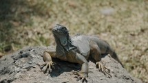 Common Iguana Basking In The Sun In The Forest. close up	