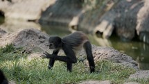 Central American Spider Monkey Foraging For Food In The Grass By The River.	