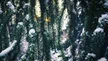 snow on pines 