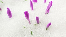 Crocus flowers blooming on snowy meadow with snow melting fast in early spring Growing time lapse
