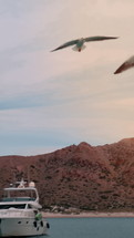 Seagulls soar above and around the yachts, their sharp eyes scanning the water for food. The vertical video captures their graceful flight as they circle near the boats, creating a lively scene of movement and nature. The proximity to the yachts adds a coastal, nautical atmosphere to the footage.