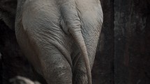 Rear View Of An Asian Elephant (Elephas Maximus), Also Known As Asiatic Elephant. close up, slow motion	