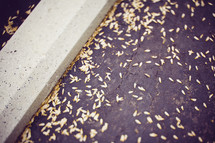 Seeds on the ground