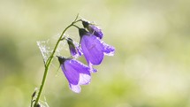 Closeup of gentle bell flower blooming in sunny summer meadow with morning dew
