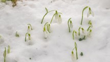 Snow is melting and snowdrop flower blooming fast in early spring 
