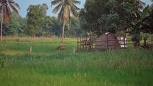 Small farm on a Rice field in a small village outside of the city of  Vizag Visakhapatnam, India