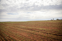 A crop sprouting in rows in a plowed field.