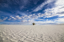 Yucca cactus growing in the sand in the desert under a clouds in a blue sky.