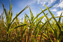 corn in a field 