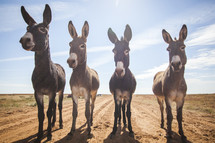 4 mules 